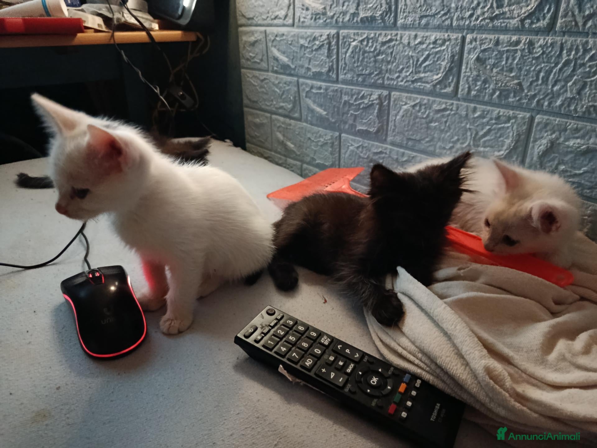 Altre razze gatti TRE GATTINI SVEZZATI REGALO A UDINE - Annuncio 3