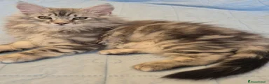 Siberiano 2