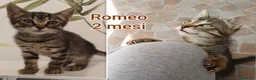 Meticcio gatti in regalo: TANTI MICINI SOLI! a Provincia di Vicenza - Annuncio 6