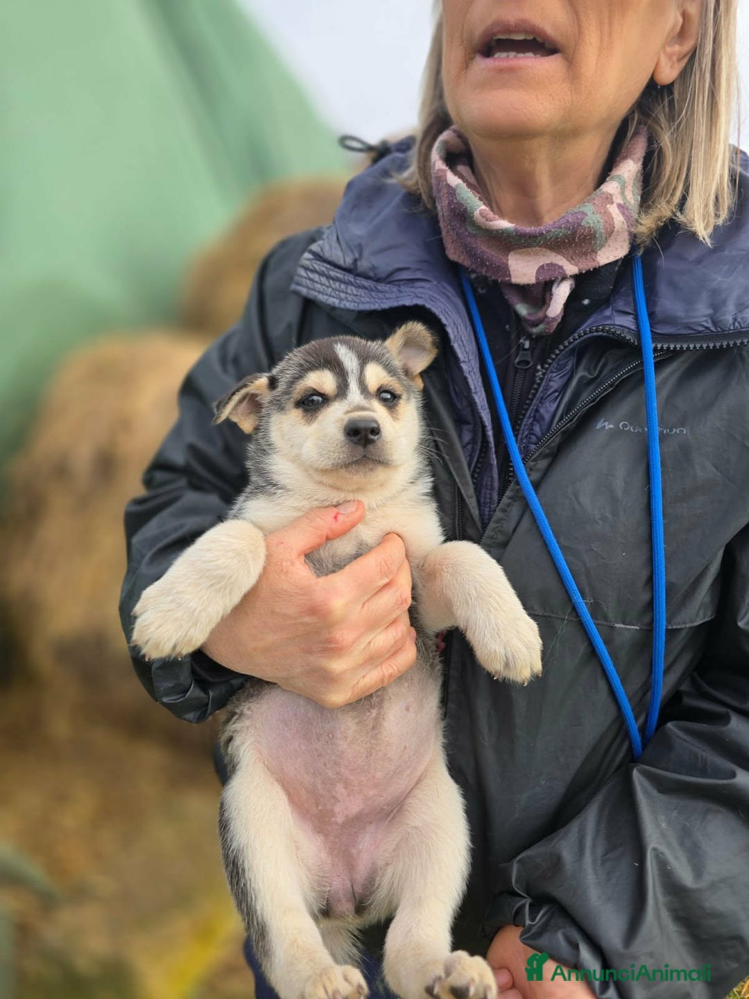 Meticcio cani in regalo: Sveva dolce cucciola aspetta una famiglia - Annuncio 2