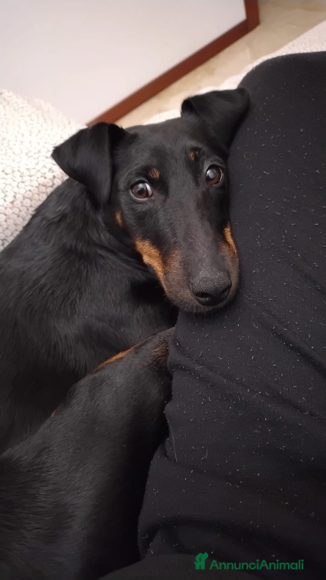 Jagdterrier cani in regalo: Zero cerca una nuova famiglia  a Città Metropolitana di Bologna - Annuncio 3