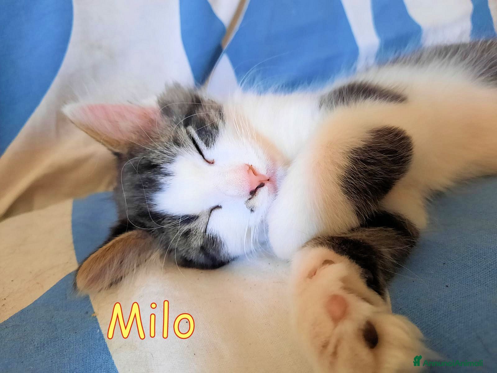 Europeo gatti MILO GATTINO DI 4 MESI - Annuncio 11