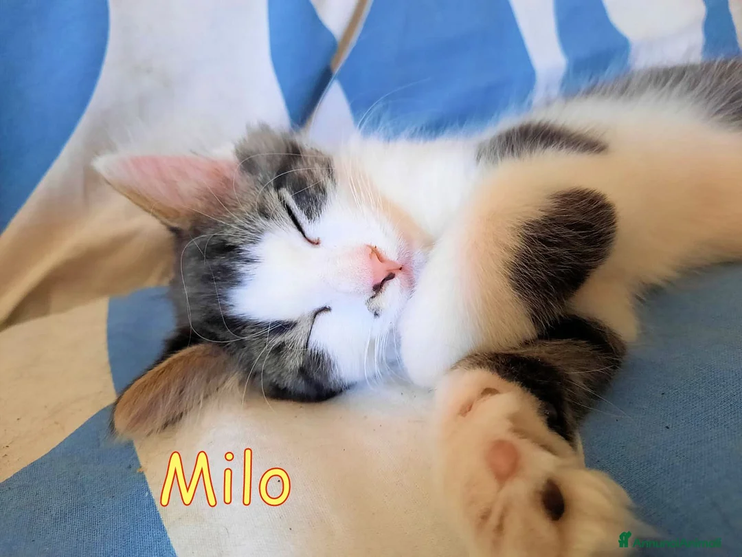 Europeo gatti in regalo: MILO GATTINO DI 4 MESI - Annuncio 1