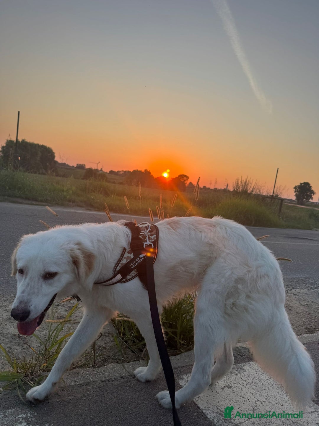 Meticcio cani in regalo: Igor cerca casa - Annuncio 2