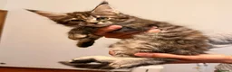 Maine Coon gatti in vendita: Cuccioli di Maine Coon  - Annuncio 7