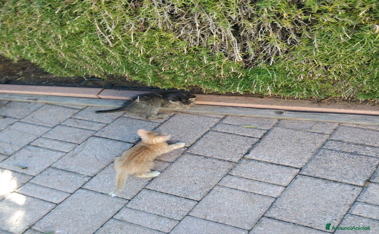 Altre razze gatti - Annuncio 3