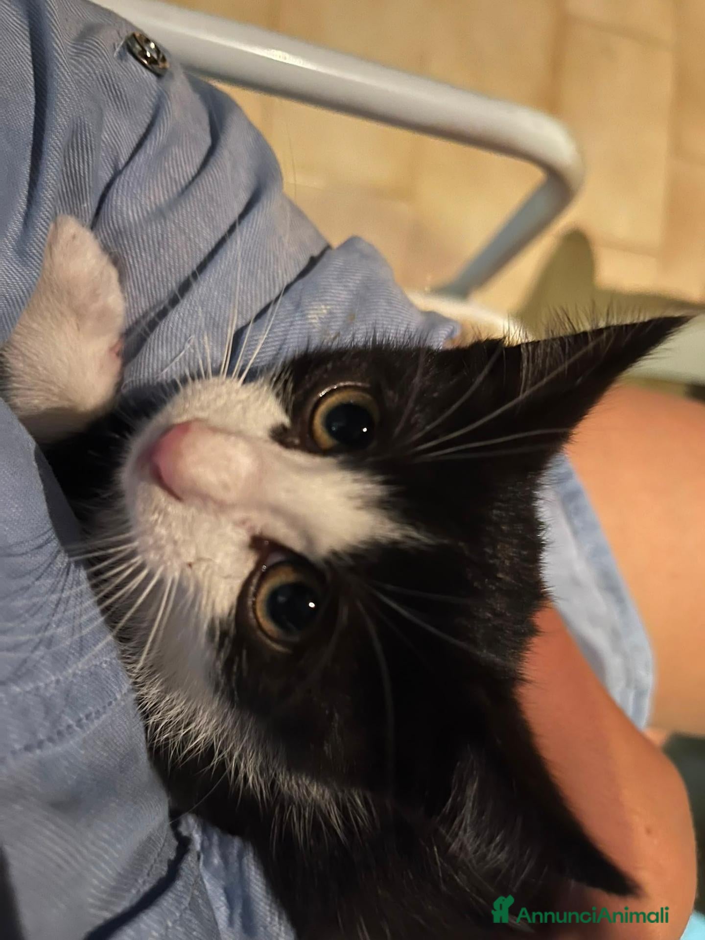 Meticcio gatti Regalo gattina di 5 mesi, zona Sciacca / Ribera - Annuncio 3