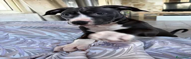 Pitbull Cucciolo 6 - maschio