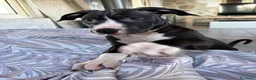 Pitbull cani in vendita: Cuccioli pitbull  - Annuncio 13