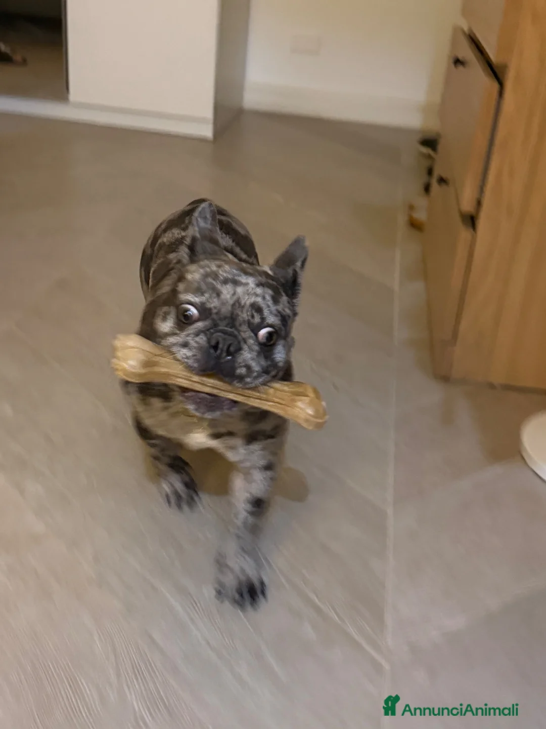 Bulldog Francese cani in vendita: Bulldog francése blue merle - Annuncio 2
