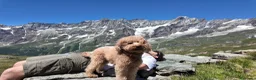 Barboncino Toy cani per accoppiamento: Cerco femmina Barboncino per accoppiamento a Città Metropolitana di Torino - Annuncio 6
