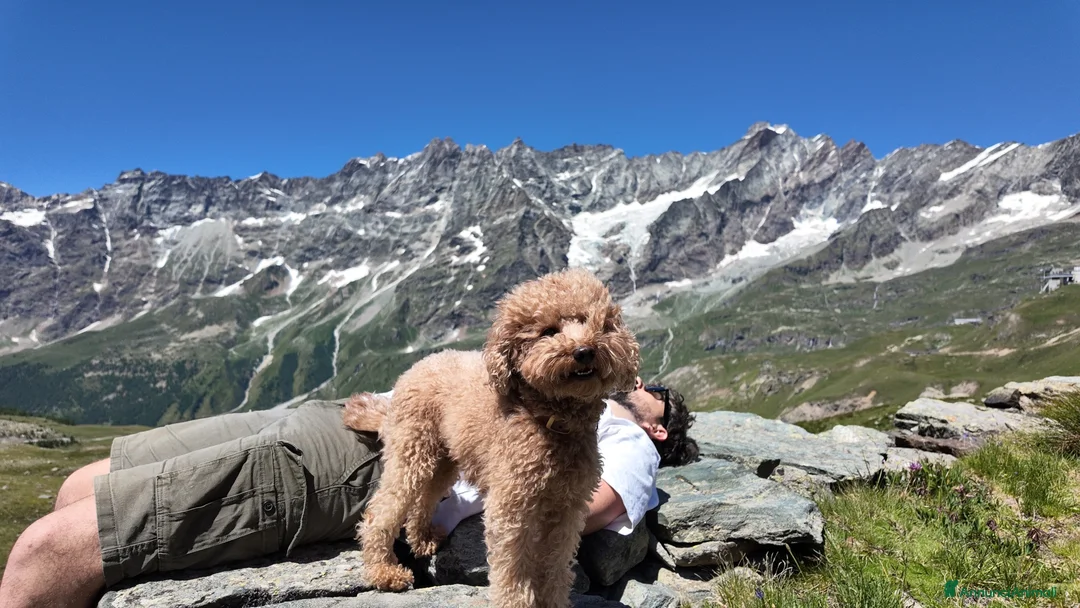 Barboncino Toy cani per accoppiamento: Cerco femmina Barboncino per accoppiamento a Città Metropolitana di Torino - Annuncio 6