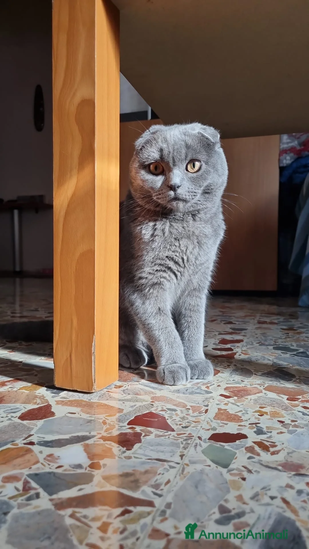 Scottish gatti per accoppiamento: CERCO FIDANZATO BRITISCH a Provincia di Piacenza - Annuncio 4