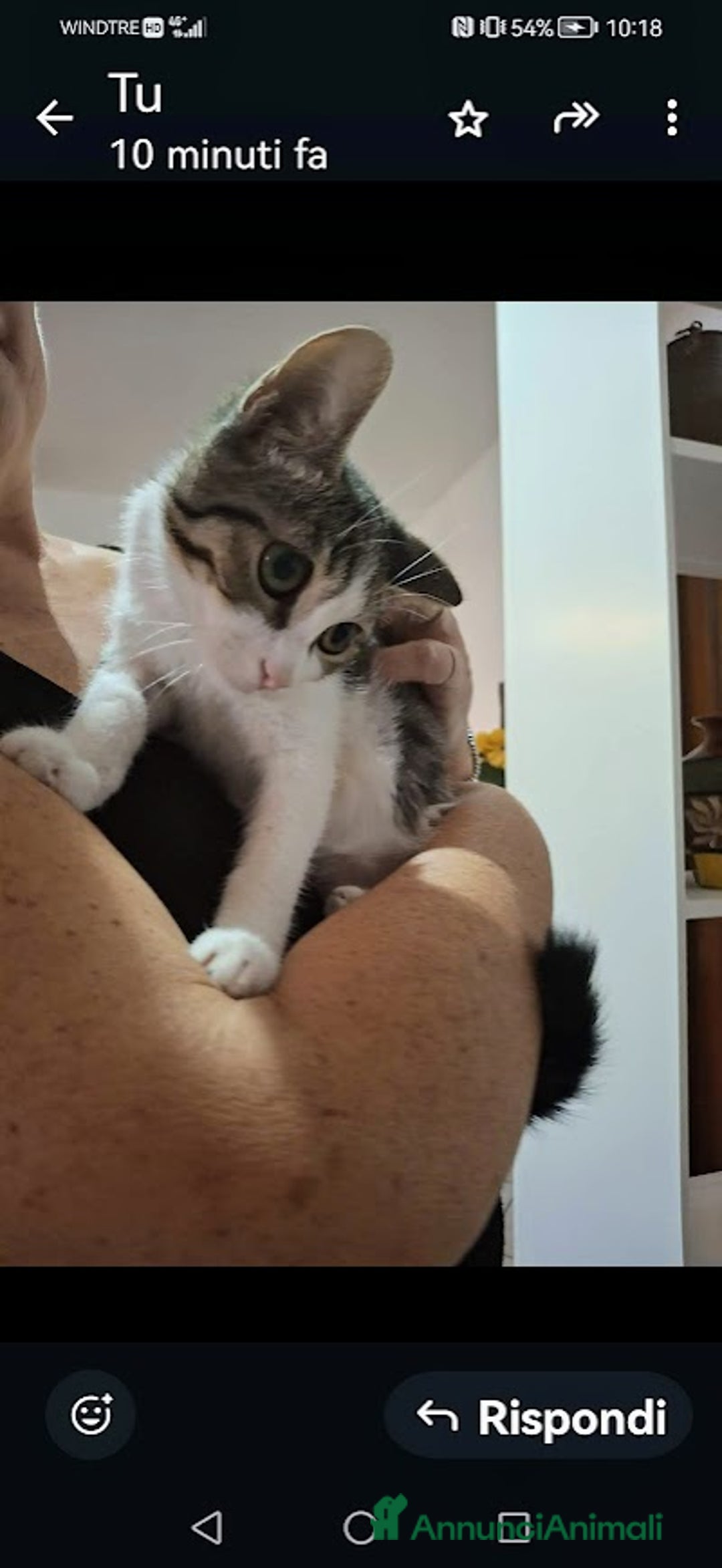 Europeo gatti in regalo: PICCOLO CONNOR 5 MESI DI DOLCEZZA - Annuncio 13