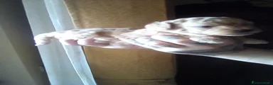 Barboncino Toy 3