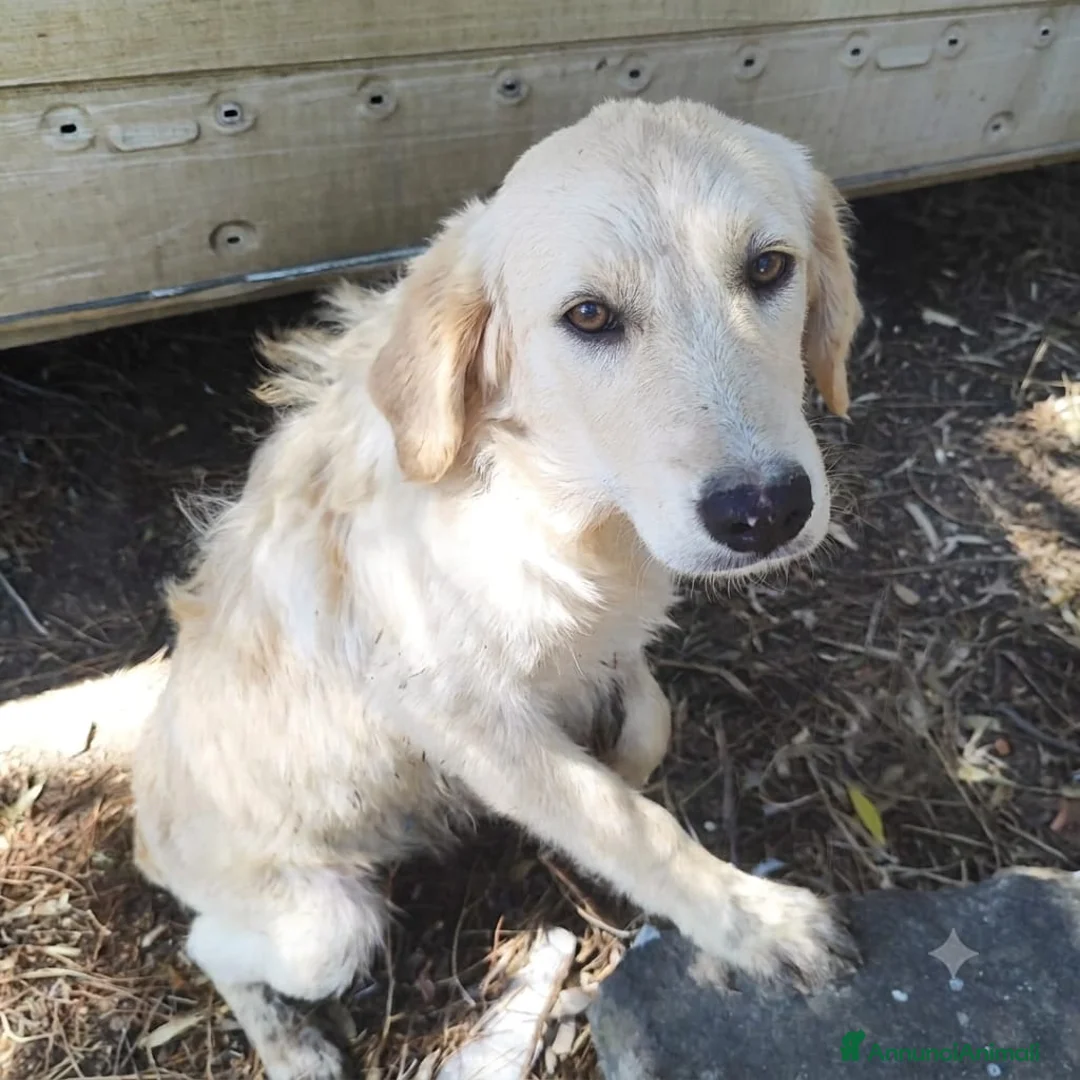 Meticcio cani in regalo: Femmina 5mesi mix Labrador retriever tg media SUD - Annuncio 2