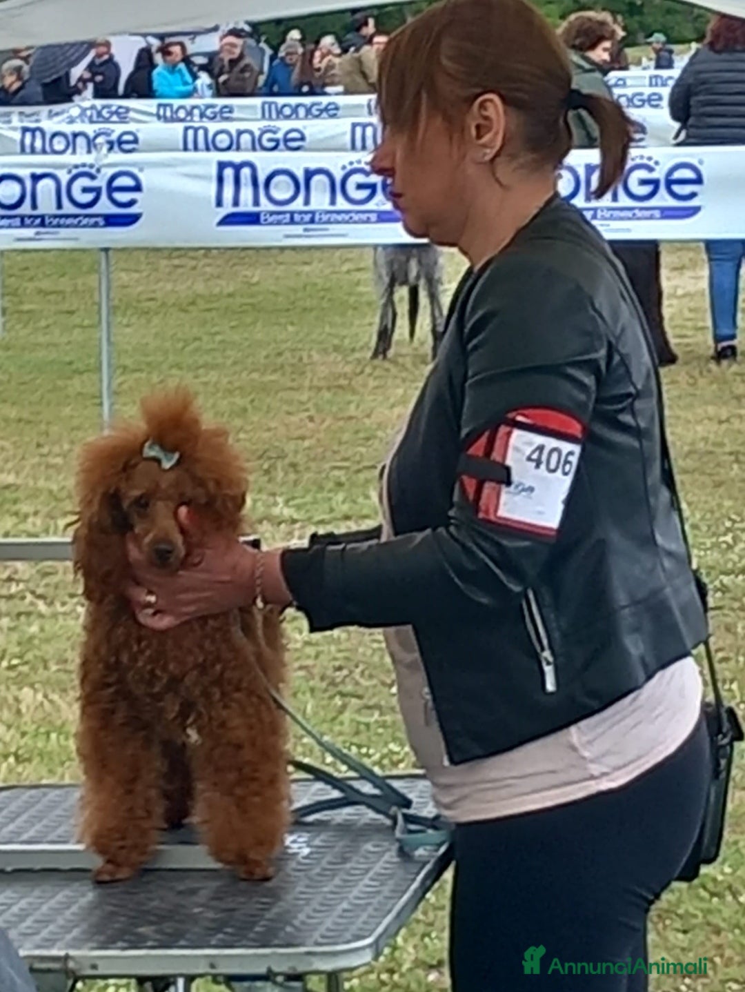 Barboncino cani in vendita: Barboncini cuccioli con pedigree Enci  a Provincia di Treviso - Immagine 5
