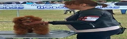 Barboncino cani in vendita: Barboncini cuccioli con pedigree Enci  a Provincia di Treviso - Annuncio 5