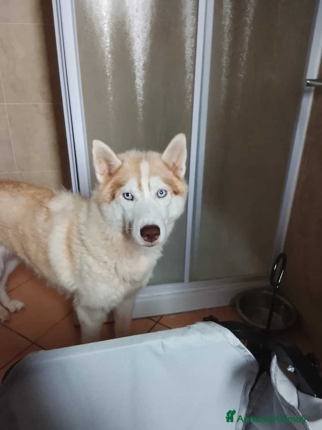 Husky cani in vendita: Cucciolo Siberian Husky  - Annuncio 4