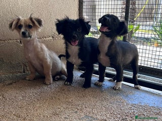 Meticcio cani in regalo - Annuncio 1