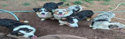 Australian Shepherd cani in vendita: cuccioli pastore australiano - australian shepherd - Annuncio 7