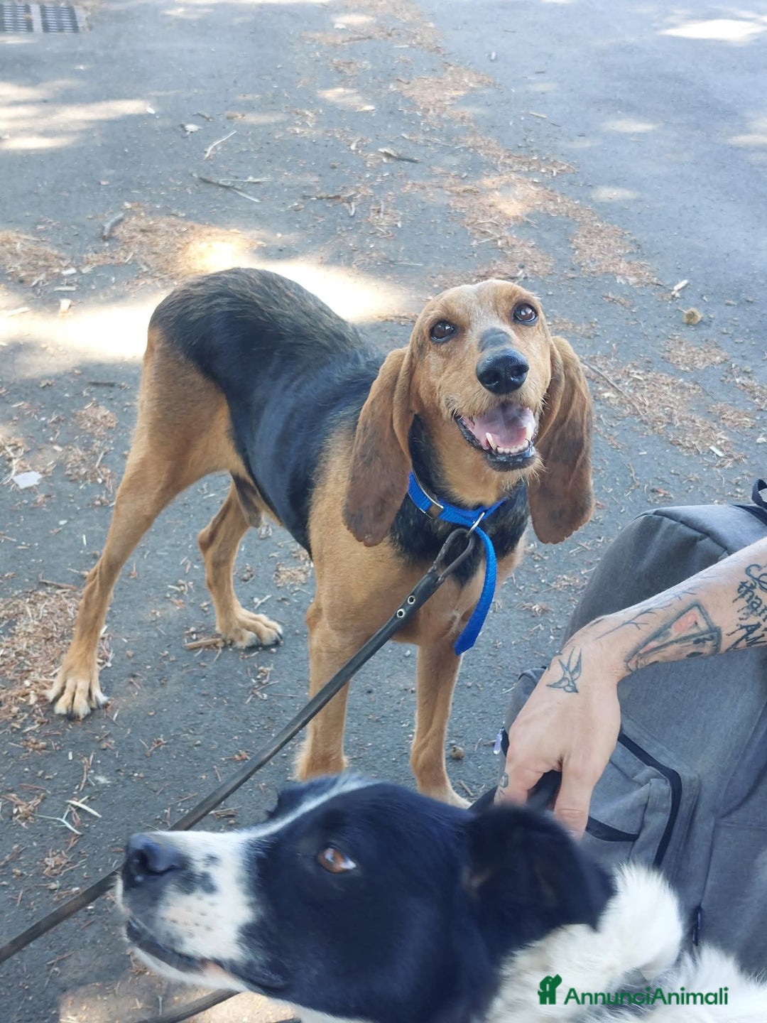 Segugio cani in regalo: Duca segugio a Provincia di Viterbo - Annuncio 1