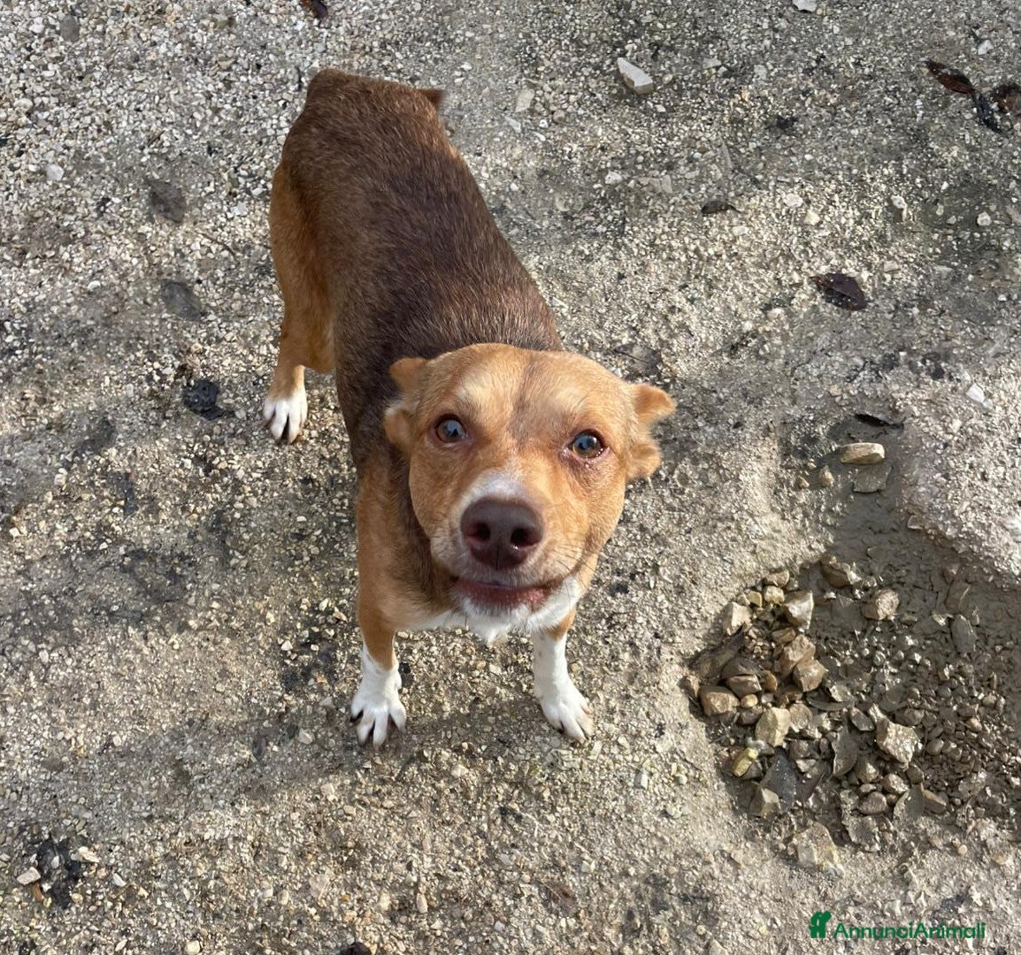 Meticcio cani CANGU TAGLIA PICCOLA - Annuncio 14