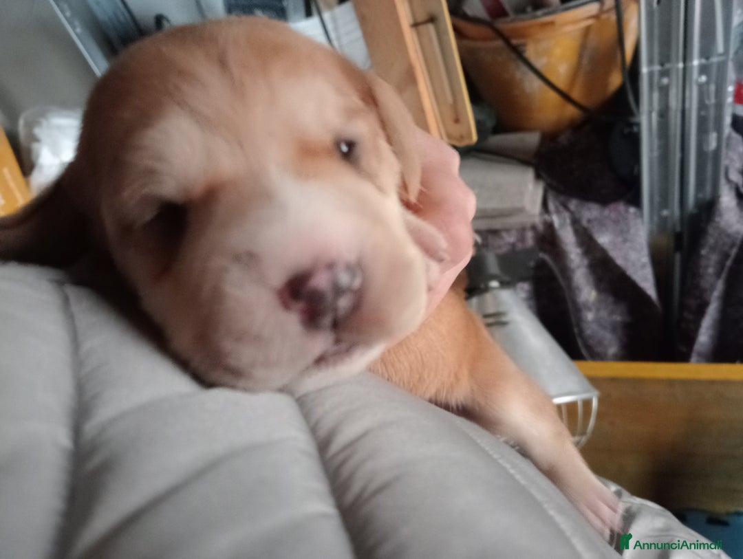 Meticcio cani in vendita: Cuccioli di Amstaff  - Annuncio 17