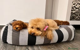 Barboncino cani in vendita: Barboncini nanetti 🐩🐩🐩 - Immagine 34