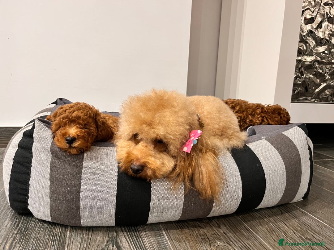 Barboncino cani in vendita: Barboncini nanetti 🐩🐩🐩 - Immagine 34