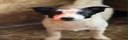 Meticcio cani in regalo: DIEGO, nanetto fifoncello. TG PICCOLA, zampacorta - Annuncio 2