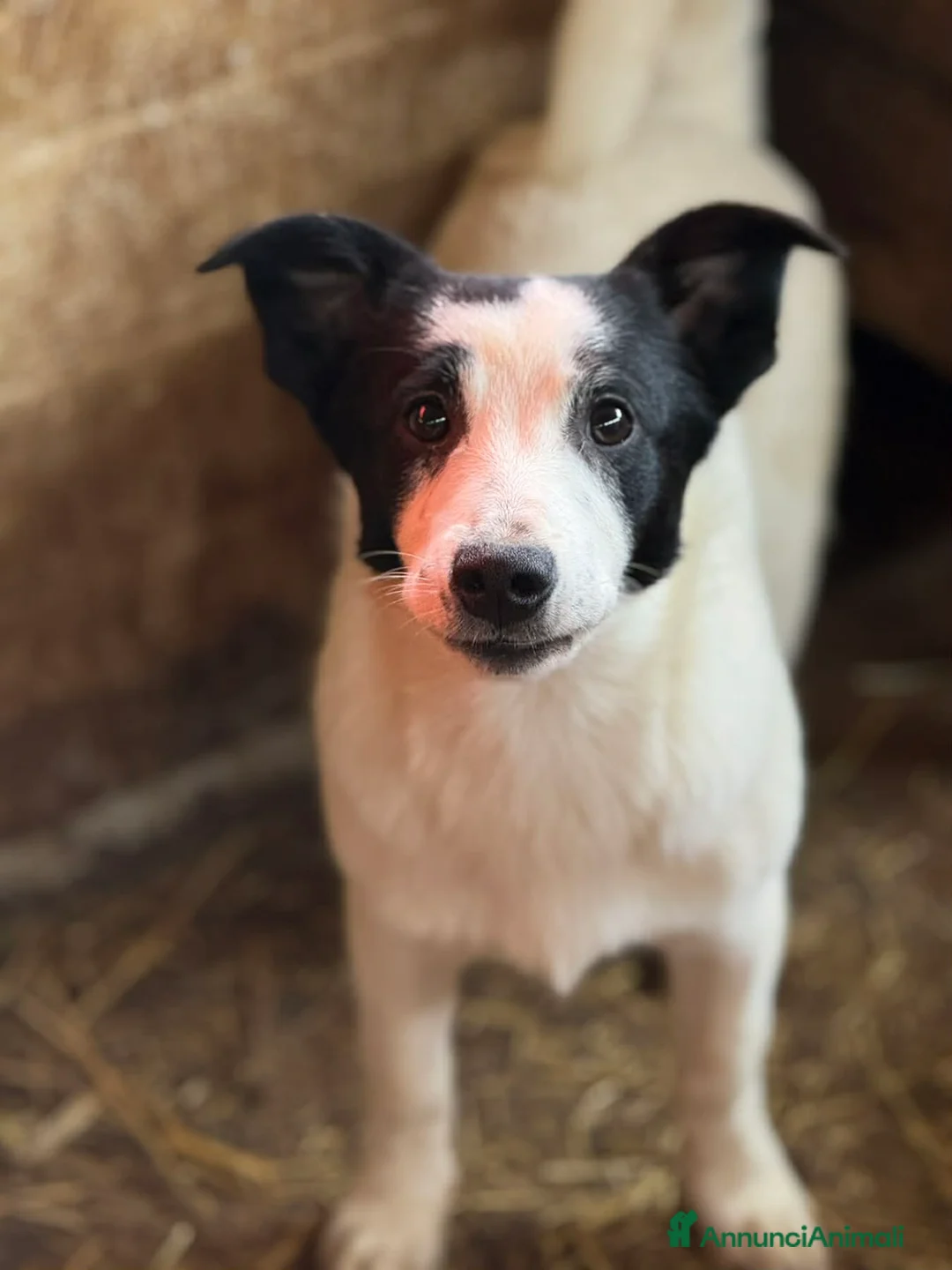 Meticcio cani in regalo: DIEGO, nanetto fifoncello. TG PICCOLA, zampacorta - Annuncio 2