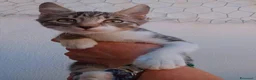 Meticcio gatti in regalo: Due gattini invisibili - Annuncio 2