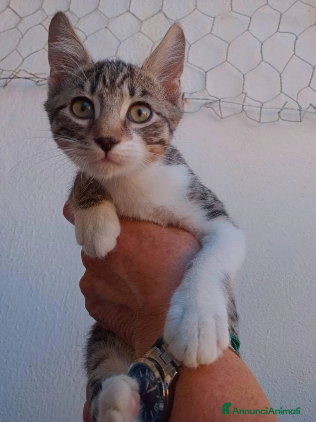Meticcio gatti in regalo: Due gattini invisibili - Annuncio 2