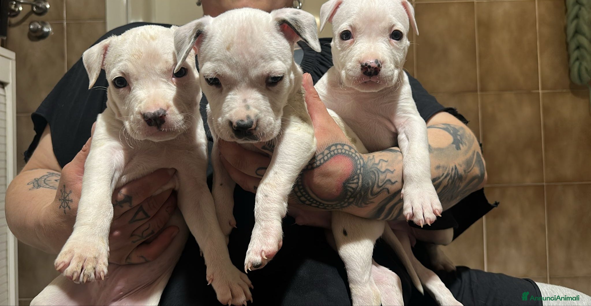 American Staffordshire cani in vendita: Cuccioli di American Staffordshire Terrier  - Annuncio 1