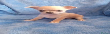 Chihuahua 3