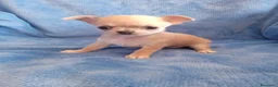 Chihuahua cani in vendita: 3 maschietti chiuhuauha a Provincia di Siena - Annuncio 8
