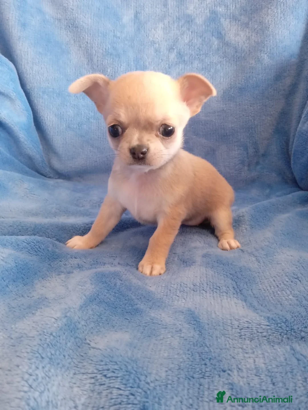 Chihuahua cani in vendita: 3 maschietti chiuhuauha a Provincia di Siena - Annuncio 8