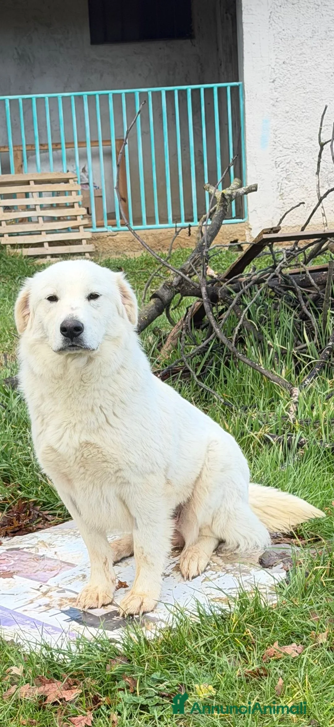 Pastore Maremmano cani in regalo: SUMMER cucciolona socievole taglia grande - Annuncio 2