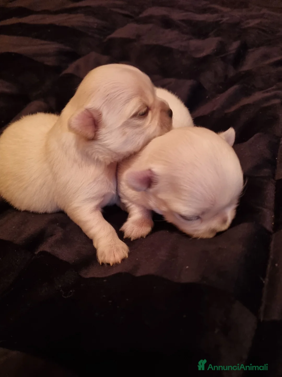 Chihuahua cani in vendita: Cuccioli di chihuahua toy  - Annuncio 6