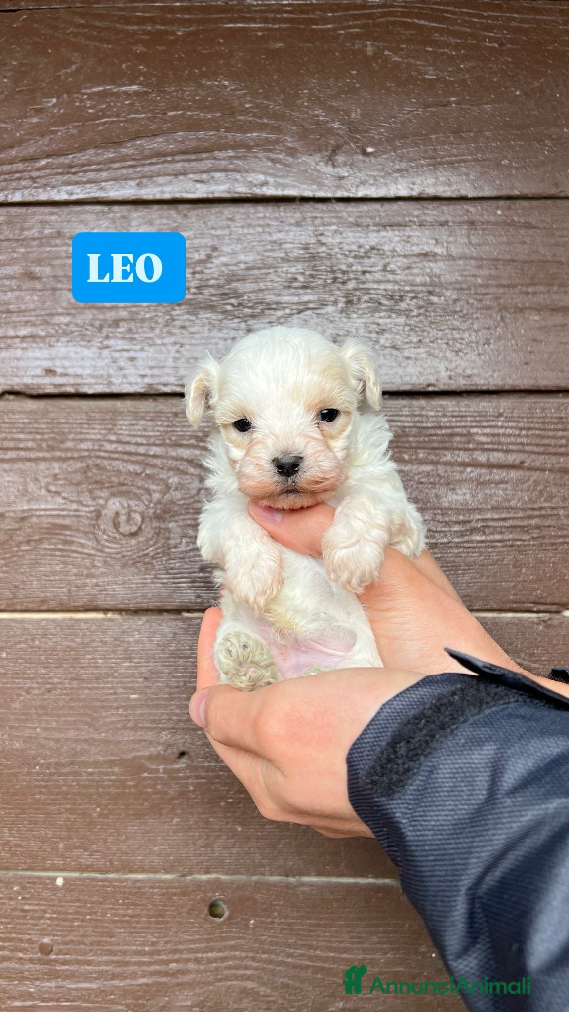 Meticcio cani maltipoo - Annuncio 2