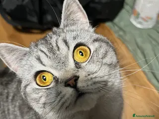 Scottish gatti Schottish straight/fold - Annuncio 1