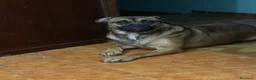 Meticcio cani in regalo: Wendy a Città metropolitana di Roma Capitale - Annuncio 5