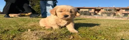 Golden Retriever cani in vendita: Golden retriever americano  - Annuncio 10