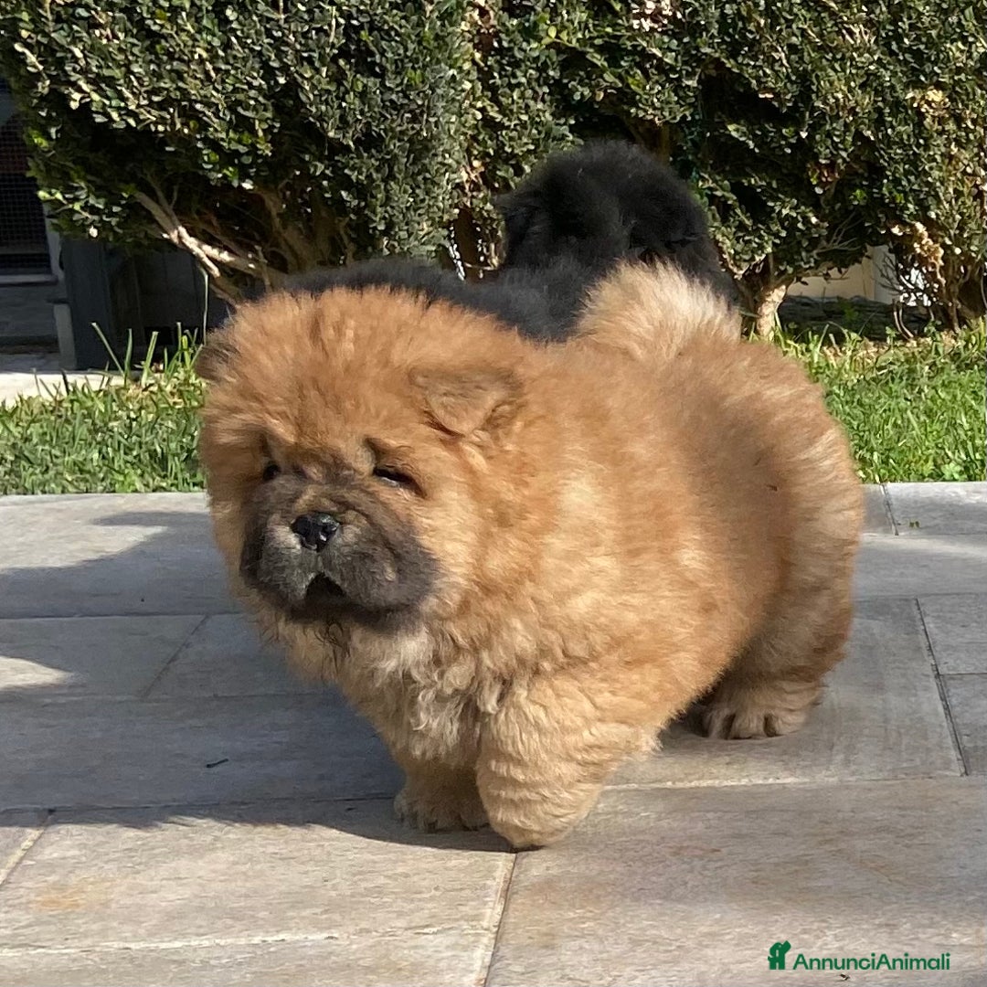 Chow Chow cani in vendita: Chow Chow Cucciole femmine nero e rosso  - Annuncio 16