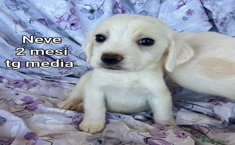 Meticcio cani a Provincia di Prato - Annuncio 5