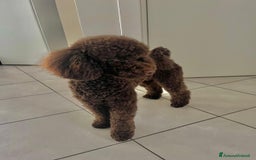 Barboncino cani per accoppiamento: Barboncino nano con pedigree per monta - Immagine 3