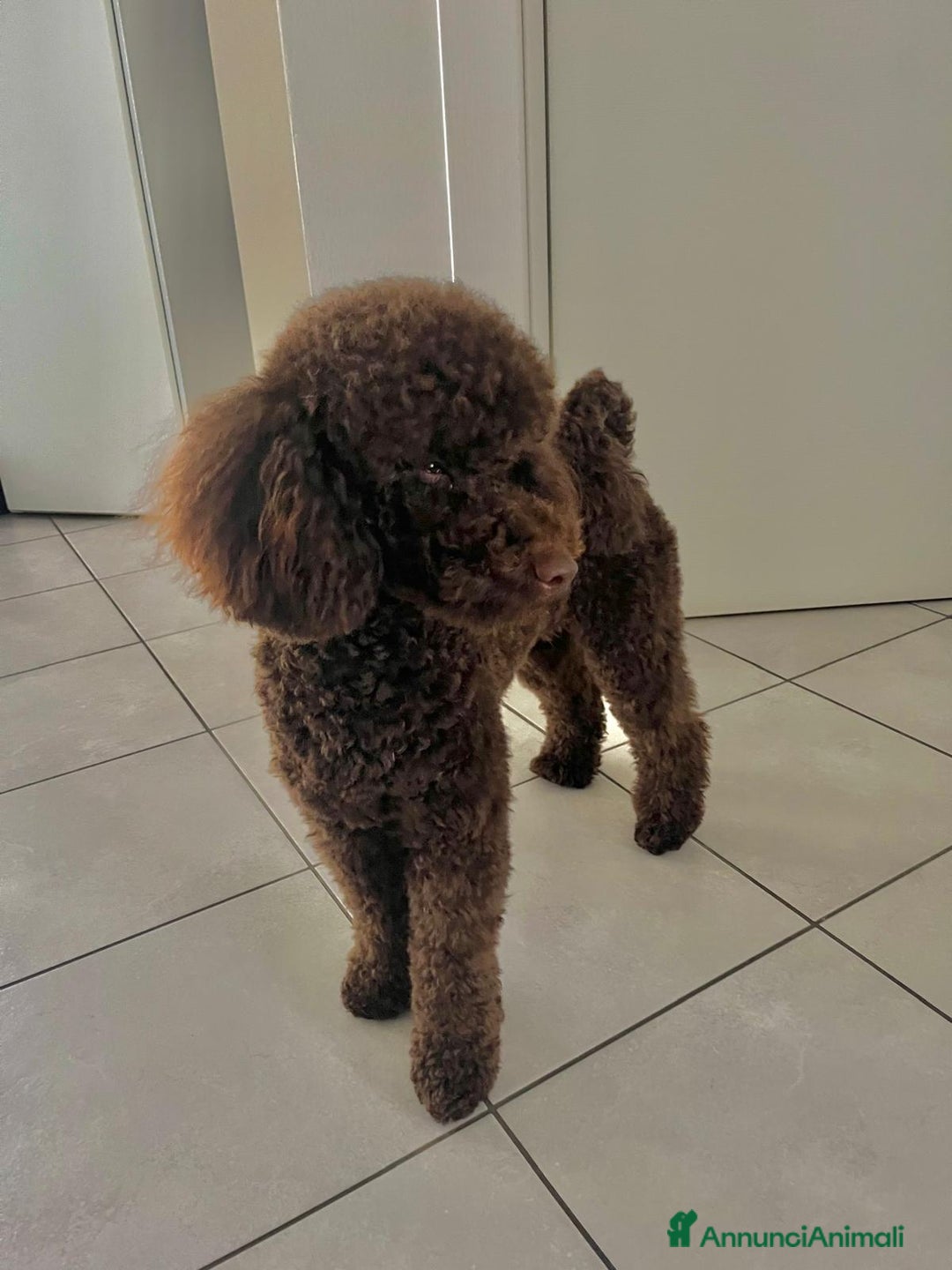 Barboncino cani per accoppiamento: Barboncino nano con pedigree per monta - Immagine 3