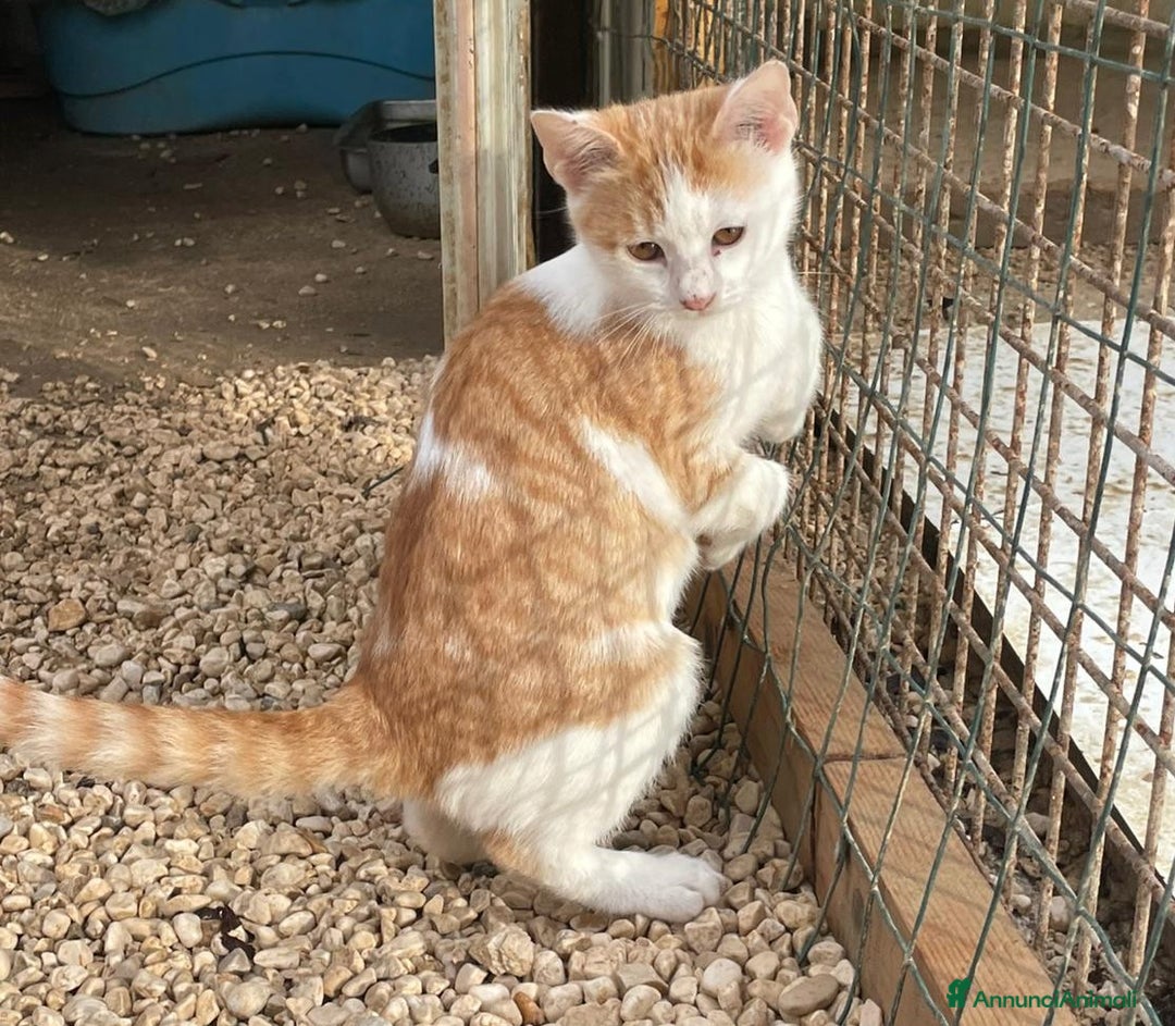 Meticcio gatti in regalo: POOH e KANGA - Annuncio 11