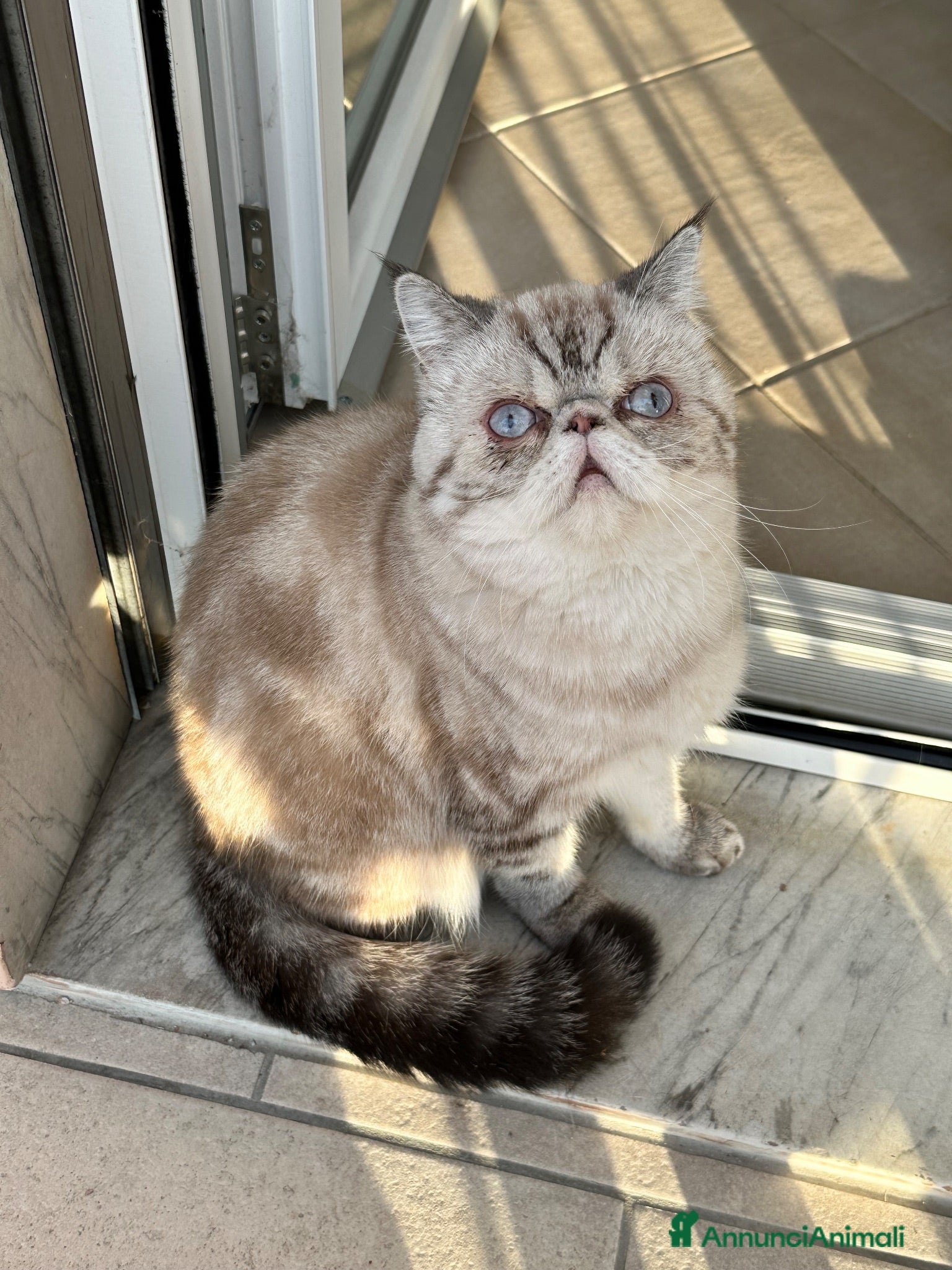 Exotic Shorthair gatti Exotic shorthair cucciolo  - Annuncio 1